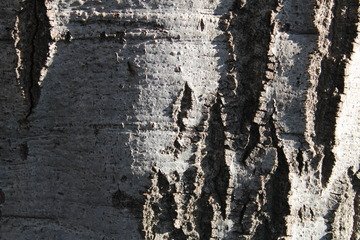 White and Gray Tree Bark